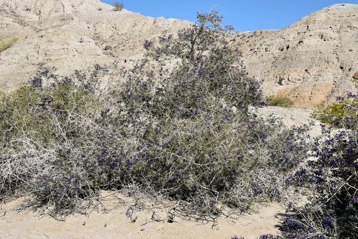 Schott's Dalea grows at elevations up to 2,000 feet and prefers slopes, benches and washes, sandy or gravelly. Psorothamnus schottii 